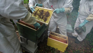 emeraude-id-apiculture formation apiculure Emeraude id