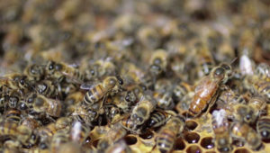 emeraude-id-apiculture-abeille-reine Emeraude id ruche reine abeille