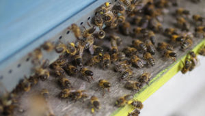 emeraude-id-apiculture-rucher Emeraude id miel abeille ruche